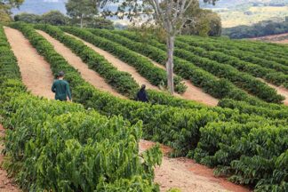 Brazil Fazenda Samambaia