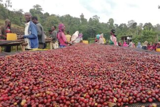 Ethiopia Aricha - Red Honey