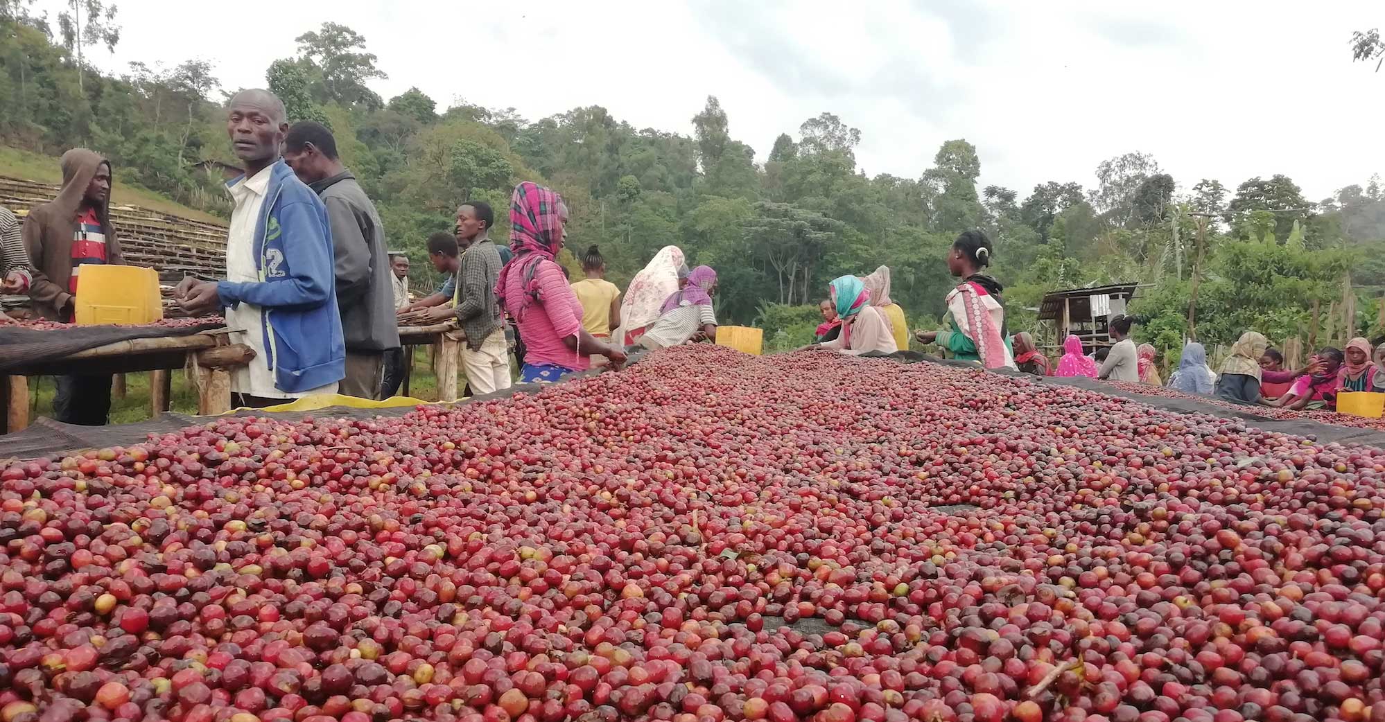 Ethiopia Aricha Arabic