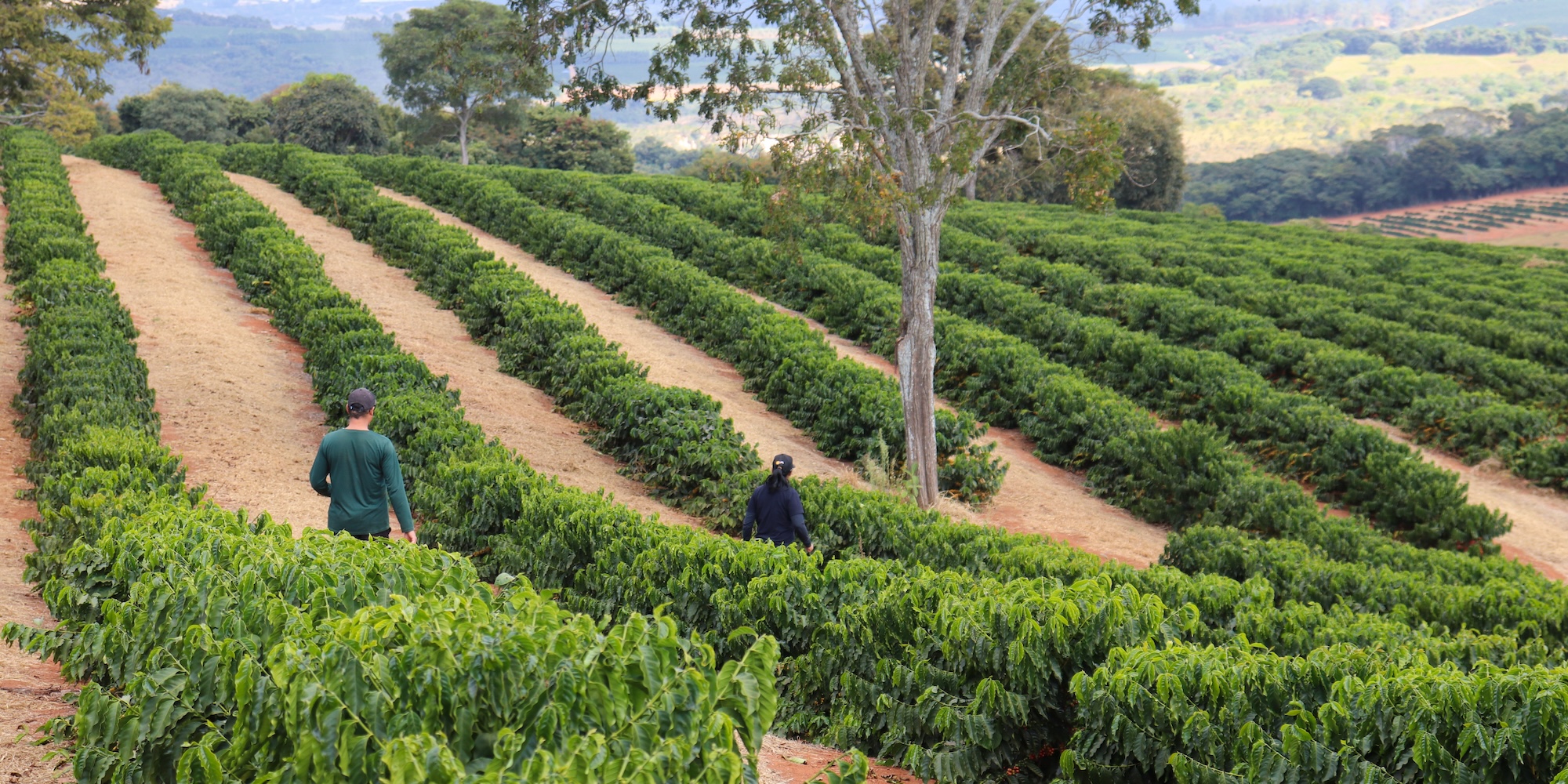 Brazil Fazenda Samambaia Arabic