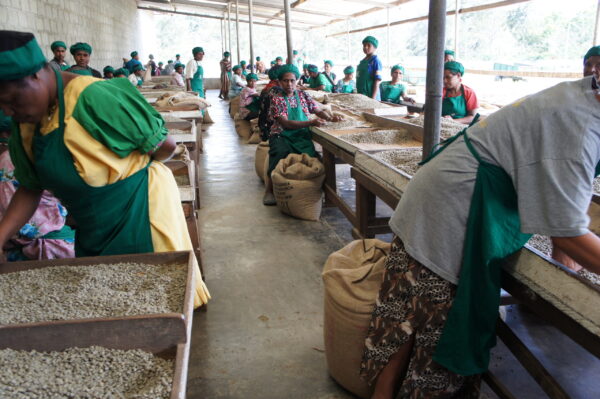 Papua New Guinea Sigri Peaberry - Image 3