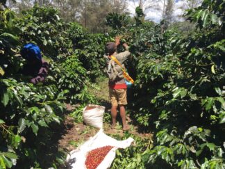 Papua New Guinea Sigri Peaberry