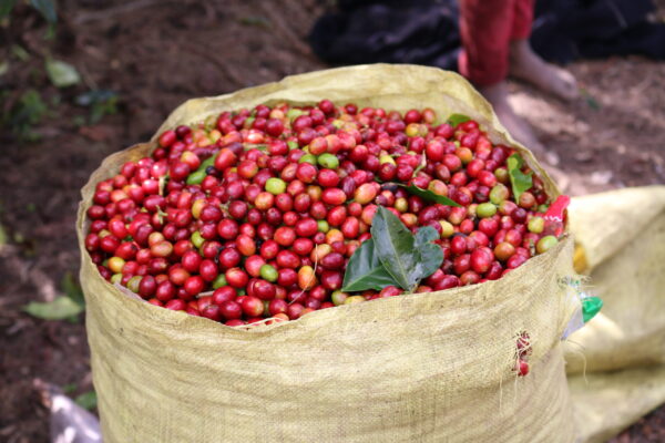 Papua New Guinea Sigri Peaberry - Image 2