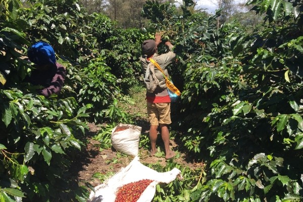 Papua New Guinea Sigri Peaberry