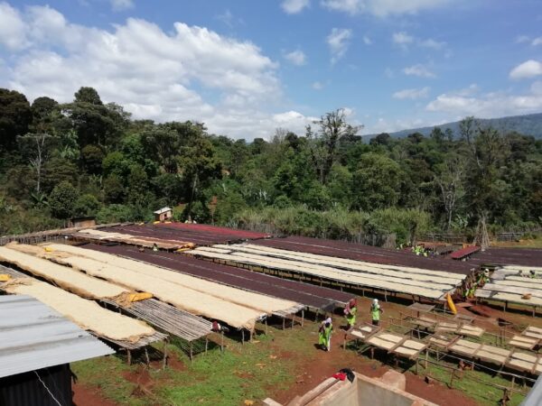 Ethiopia Gedeb Wuri