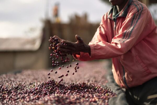 Ethiopia Aricha - Red Honey - Image 3