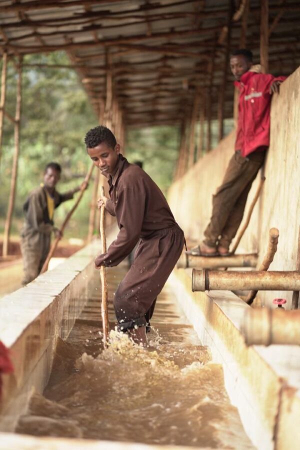Ethiopia Aricha - Red Honey - Image 4