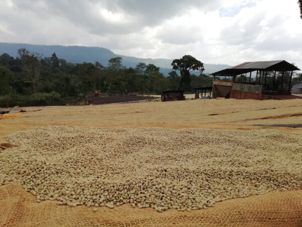Ethiopia Gedeb Wuri - Image 2