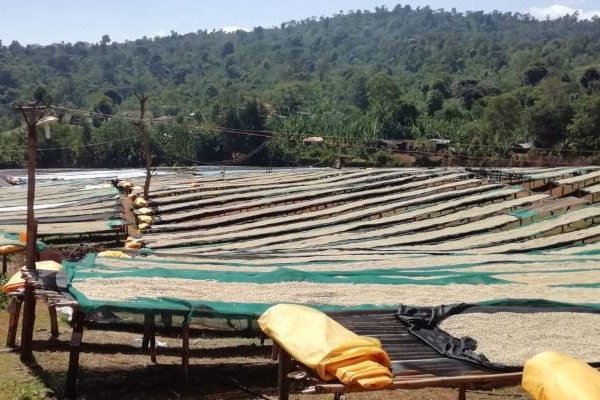 Ethiopia Banko Gotiti Washed