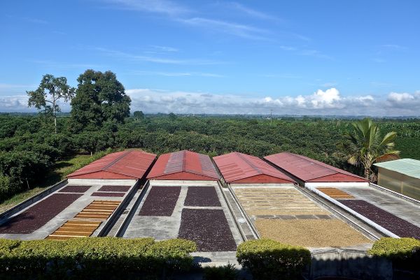 Colombia Arcila Blackberry Co-Fermentation