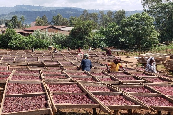 Ethiopia Shakiso - Natural